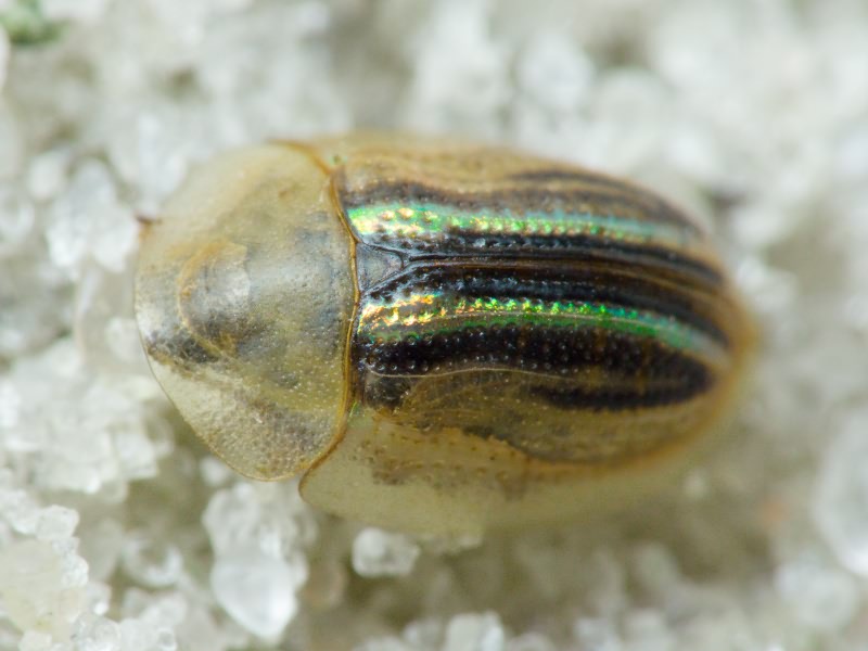 Cassida (Cassiduella) nobilis Linnaeus, 1758